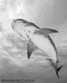 Beneath a beautiful tiger shark at Tiger Beach, Bahamas.
 ©Amanda Cotton