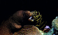 2 Moray Eels and Company.  Another case of being in the right place at the right time.  I didn't even know the hermit crab was there until I was preparing photo for printing.  Take with Canon 10D, Sigma 60mm macro lens and Sea & Sea strobes