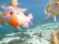 These guys are bluegills (or brim) at Alexander's Spring in the Ocala National Forest in Florida.  They met us in the water when we first got in, and followed us throughout the dive.  While taking this picture they were trying to snack on my fingers