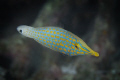 Longnose filefish, Oxymonacanthus longirostris Northern Sulawesi, Indonesia