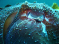 I got a really close up shot of a cuttle fish. HE changed colours and was so beautiful. This shot was taken during the mating season when these fish become extremley territorial and sometimes even aggressive. Exciting!