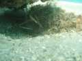 A nice Arrow Crab having a quick bite to eat. Taken with Olympus Stylus 700 without anything fancy.