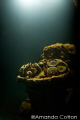 Mask in the interior of one of the many wrecks of Truk Lagoon, Micronesia ©Amanda Cotton