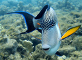 Sohal Surgeonfish: Very common in the red sea and not too difficult to photograph but I just like this pose. Canon S50 natural light