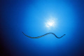 SEA SNAKE