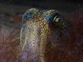 Southern Bobtail Squid. Taken in Port Philip Bay Melbourne.   Olympus 5060. Nikonos sb105 and Sea&Sea ys90 duo.