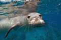 Hawaiian Monk seal, Kona, Hawaii