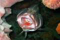 Canon S70 (7 megapixil), Canon housing, built in flash. Grouper getting gills and mouth cleaned.