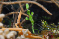A halimeda ghost pipefish taken with a nikon D200,60mm macro lens and 2  sea & sea ys110 strobes