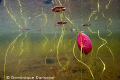 Water lilies surface reflection.