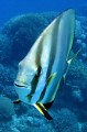 Batfish: There were a number of them and they were very inquisitive. Really unlike those I've come across in the indian ocean before. Real easy to get a full frame shot.