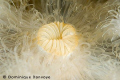 Frilled Anemone, Metridium senile