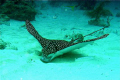 This beautiful eagle ray just wanted to play,
