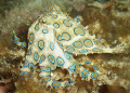 a beautiful blue ringed octopus