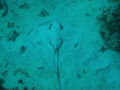 Sting Ray Sleeping!