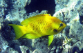 I believe this to be the yellow form of a female Slingjaw Wrasse. I've seen them in brown before. Not easy to photograph as she was very hard to get close to.
Canon S50 digital.