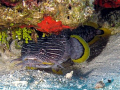 The illusive Splendid Toadfish common to Cozumel, comes out to play - well, sorta.  Toadfish don't come 