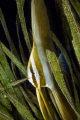 Hide and seek! (uncropped)
D300, 60mm macro
Taken in the marina (2m deep, sandy bottom) at dusk