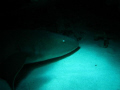 Nurse Shark in Mayguez area, west side Puerto Rico