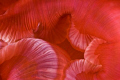 Close-up of a sea-anemone, Urticina eques, mouth. Canon EOS 350D in Ikelite housing, 2 x Z240 and Sigma 70mm macro