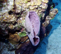 BARREL CORAL WITH SPIDER STARFISH