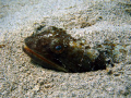 Sand Diver @ Culebra PR