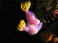 Nudibranchia love