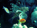 Lionfish 2