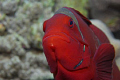 Spine-cheek Anemonefish