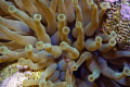 Pederson Cleaner Shrimp on Anemone in Bonaire
Nikon D70, Sea and Sea DX70 Housing, 60.0 mm
1/1600 s @f/36.0 ISO 1600