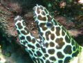 Leopard Moray taken in Mussamdam, Oman. Shot using Canon G9 no flash. Water was exceptionall clean on this dive