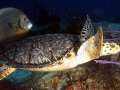 Turtle with favorite partner:  Gray Angelfish!