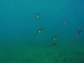 Cattlefish being nosy ganging up against me probably to protect their territory.