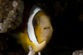 shy clownfish