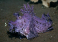 Rhinopias aphanes - Lacy scorpionfish - Algenschluckspecht;
Bali - Tulamben;
Canon EOS 300D in Aquatica Housing
