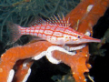 An hawkfish hiding