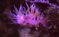 A wonderful Flabellina rosa on hydroids in Sicily