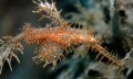 Solenostomus paradoxus - Ornate ghost pipefish – Harlekin Geisterpfeifenfisch;
North-Sulawesi – Minahasa Lagoon;
Canon EOS 300D in Aquatica Housing