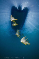 Batfish under out boat.  Ningaloo Reef, Western Australia.  Canon 50D & Tokina 10-17 fisheye