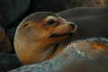 One of my favorite from the Galapagos Islands.  She keeps an ever vigilant eye on her pup just off frame.