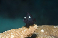 This little threespot dascyllus (dascyllus trimaculatus), at the Wakatobi Marine Preserve in Indonesia was a ham, as she swam in front of my camera and posed for several minutes.