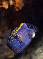 Spotted Box Fish.  Usually very shy, this spotted box fish was near a coral head in about 25 feet of water and seemed well disposed to a few photos before ducking into a cavern.