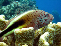 Blackside Hawkfish-hilu piliko'a,Mala ramp,Lahaina,Maui,Canon SD750.