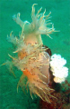 A nudi either laying eggs or eating a tube anemone.