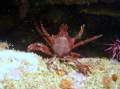 Kelp Crab