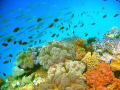 There are so many different colorful corals, that I would have to name this, The Coral Garden.  The juvenile Barraccuda are friendly visitors. Canon A650IS used in Bohol Sea during my first week of underwater photography.