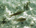 Caribbean Reef Squid.   Was snorkeling at the time I ran into aboout 40 of these all paired off.