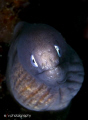 A juvenile moray eel, taken last Jan.6 at Samal Island, Dava city. Used a Canon 450D with 100mm macro lens on a Hugyfot housing. I used 2 inon stobes on this, f16 , 1/80sec