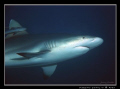 Grey Reef Shark...