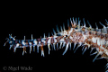 Ornate Ghost Pipefish (Solenostomus paradoxus) portrait Nikon D200 105mm twin Inon Z240's